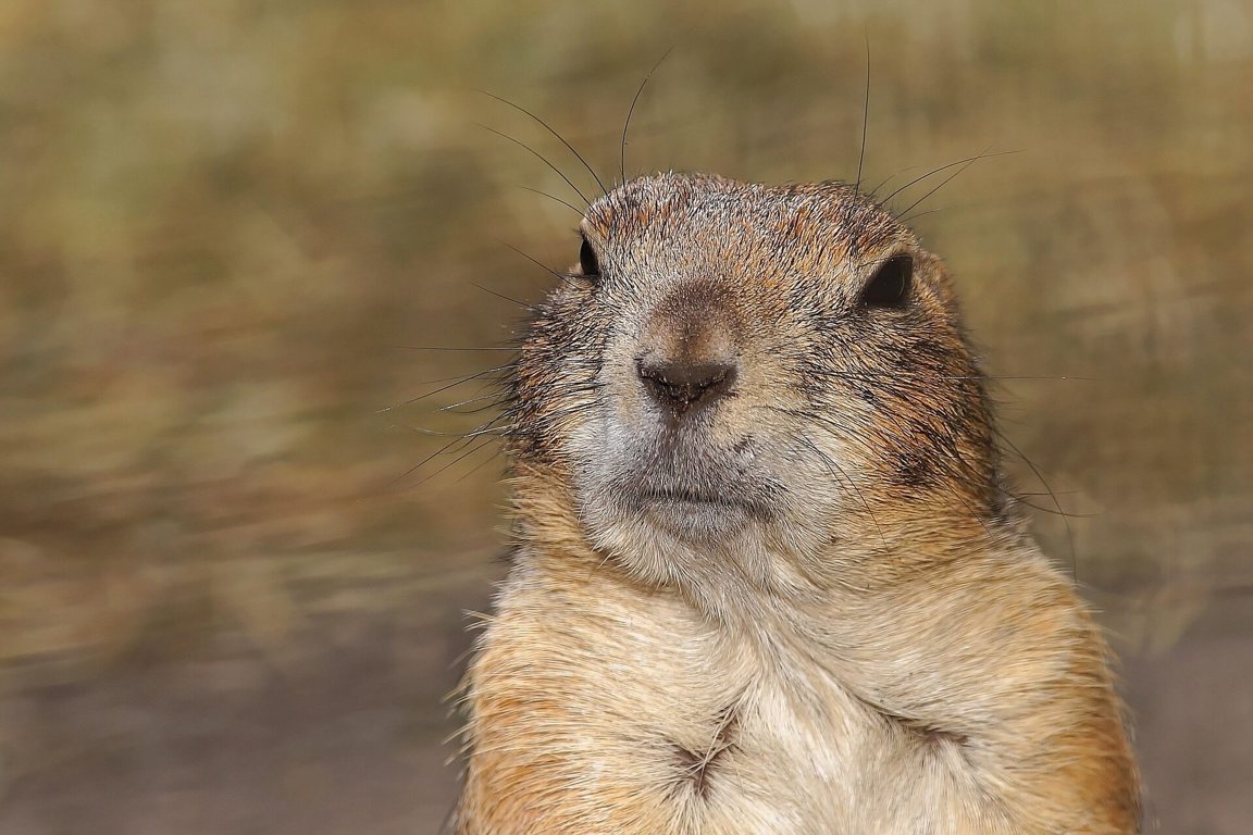 real-gopher